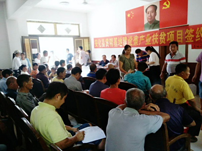“安化黄精”脱贫路上的一匹”黑马”