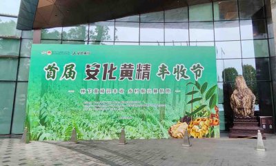 安化黄精迎丰收，乡村振兴展兴颜