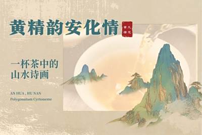 黄精韵，安化情：一杯茶中的山水诗画